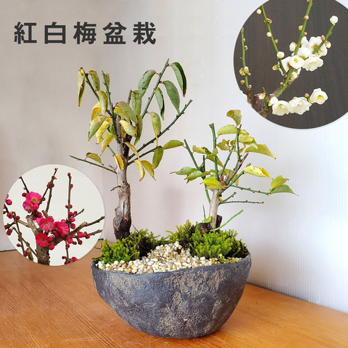 盆栽鉢　梅の絵　正方　白地　落款有り 白梅 すり鉢の盆栽を販売｜はじめる専門店 盆栽妙 – 盆栽妙 本店