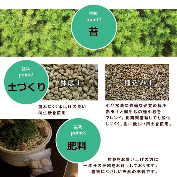 【2024年開花終了】豪華な二本植え。観てよし、香ってよし。人気の梅の盆栽【紅白梅盆栽（くらま鉢）二本植え】くらま鉢 5枚目の画像