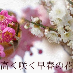 【2024年開花終了】豪華な二本植え。観てよし、香ってよし。人気の梅の盆栽【紅白梅盆栽（くらま鉢）二本植え】くらま鉢 6枚目の画像