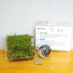 さあ苔玉（こけだま）を作りましょう！【苔玉キット】 1枚目の画像