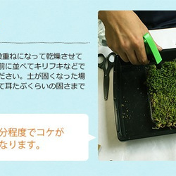 さあ苔玉（こけだま）を作りましょう！【苔玉キット】 3枚目の画像