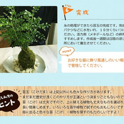 さあ苔玉（こけだま）を作りましょう！【苔玉キット】 8枚目の画像