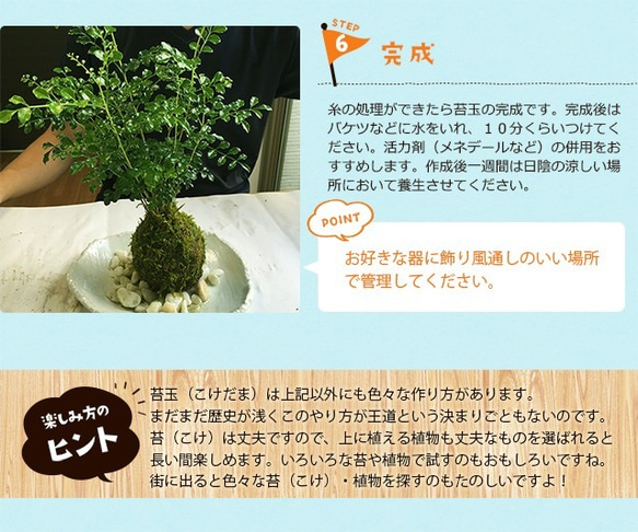 さあ苔玉（こけだま）を作りましょう！【苔玉キット】 8枚目の画像