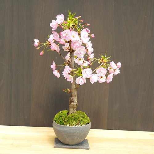 Amazon｜ITANSE 栽培セット ひとえの可憐な花咲くミニバラ