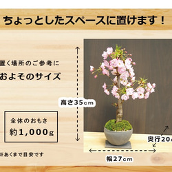 【2024年開花終了】徒歩０分のお花見楽しめます！【八重咲の桜　旭山桜の盆栽（焼締鉢）・下皿セット】 3枚目の画像