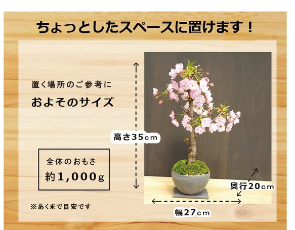【2024年開花終了】徒歩０分のお花見楽しめます！【八重咲の桜　旭山桜の盆栽（焼締鉢）・下皿セット】 3枚目の画像
