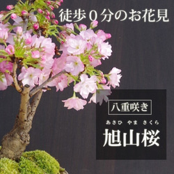 【2024年開花終了】徒歩０分のお花見楽しめます！【八重咲の桜　旭山桜の盆栽（焼締鉢）・下皿セット】 5枚目の画像