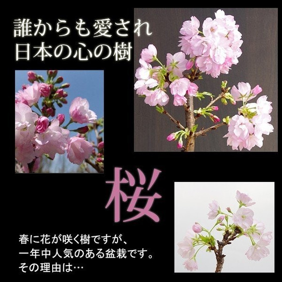 【2024年開花終了】徒歩０分のお花見楽しめます！【八重咲の桜　旭山桜の盆栽（焼締鉢）・下皿セット】 6枚目の画像