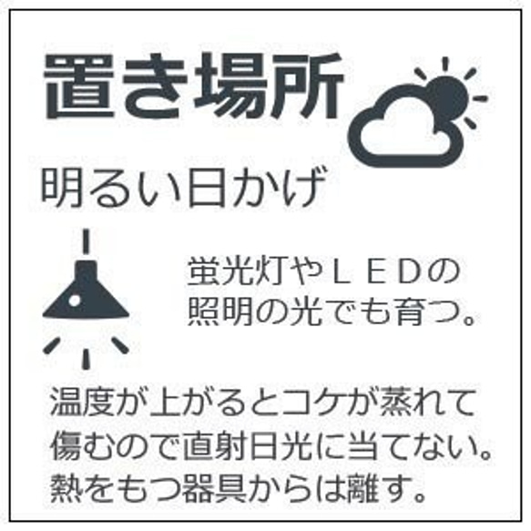 苔と亀【苔盆栽（焼締鉢）白・ベージュ系】 7枚目の画像