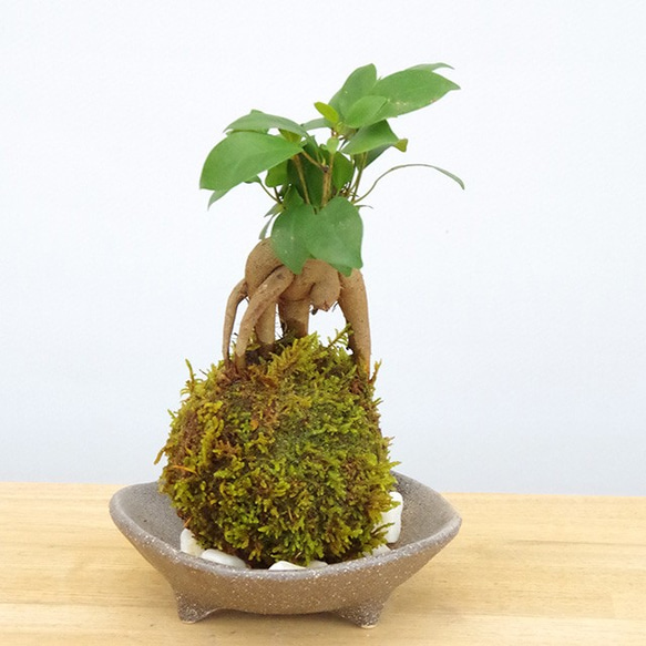 手のひらサイズの『ガジュマル』苔玉🌿 独特な風貌と育てやすさ