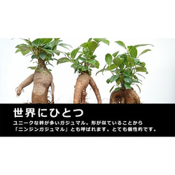 苔玉 盆栽 独特の樹形が人気【ガジュマルの苔玉・三つ足灰器・敷石セット】 4枚目の画像