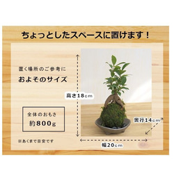 苔玉 盆栽 独特の樹形が人気【ガジュマルの苔玉・三つ足灰器・敷石セット】 7枚目の画像