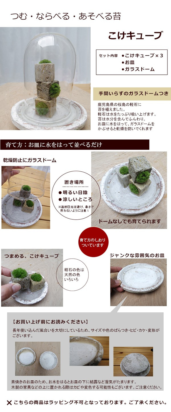 つんだり・ならべたり・ちいさな苔【苔盆栽・こけキューブ×３個セット（ガラスドーム付）】 2枚目の画像