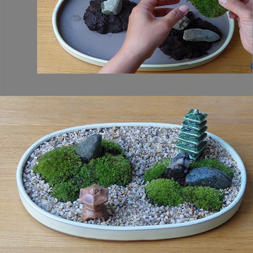 中型 直幹盆栽 苔土 苔が主役の苔盆栽！材料すべてお届けします【苔盆栽（こけぼん