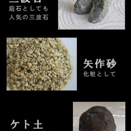 中型 直幹盆栽 苔土 中型 直幹盆栽 苔土