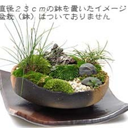 盆栽・苔玉を自分流に飾る【盆栽 苔玉受け皿（焼締茶）２０ｃｍ】 6枚目の画像