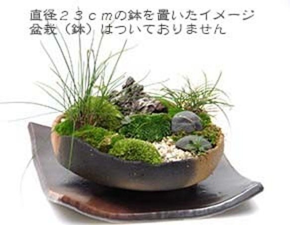 盆栽・苔玉を自分流に飾る【盆栽 苔玉受け皿（焼締茶）２０ｃｍ】 6枚目の画像