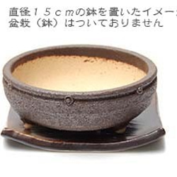 盆栽・苔玉を自分流に飾る【盆栽 苔玉受け皿（焼締茶）１５．５ｃｍ】 7枚目の画像