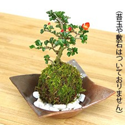 苔玉を自分流に飾る【苔玉器（焼締茶器）】 7枚目の画像