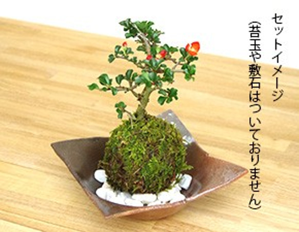 苔玉を自分流に飾る【苔玉器（焼締茶器）】 7枚目の画像