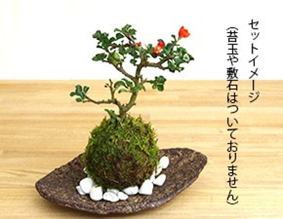 苔玉を自分流に飾る【苔玉器（くらま器）】 7枚目の画像