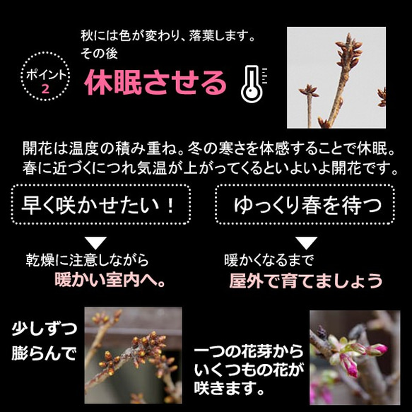 【2024年開花終了】徒歩０分のお花見楽しめます！【八重咲の桜　旭山桜の盆栽（白万古深鉢）】 7枚目の画像