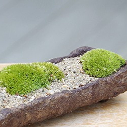 コケを育ててみませんか？苔盆栽 （くらま岩短冊鉢） その他インテリア