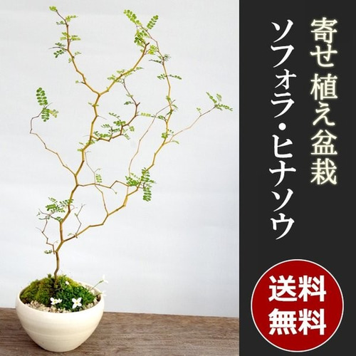 超お買得！ 小品盆栽　ソナレ懸崖　究極の逸品　ー超破格値ー 超お買得！ 小品盆栽 ソナレ懸崖 究極の逸品 ー超破格値ー