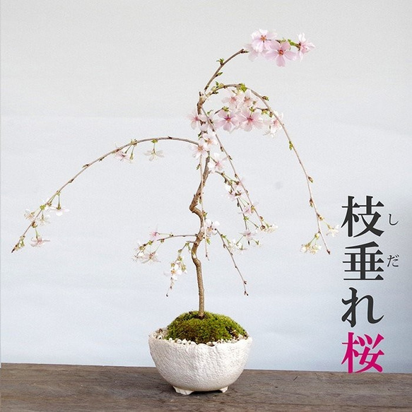 折り鶴盆栽【しだれ桜盆栽】No.11