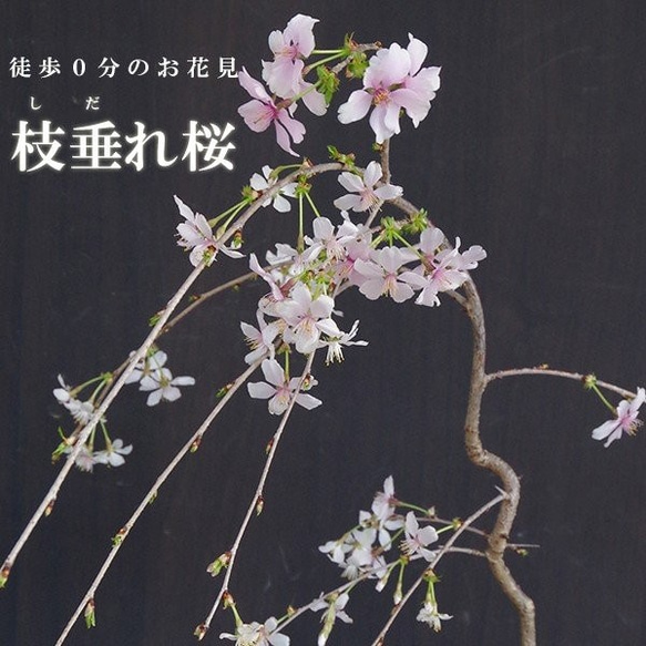 【2024年開花終了】一重の桜の盆栽【枝垂れ桜（しだれざくら）富士桜の盆栽（万古白深鉢）】 2枚目の画像