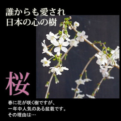 【2024年開花終了】一重の桜の盆栽【枝垂れ桜（しだれざくら）富士桜の盆栽（万古白深鉢）】 3枚目の画像