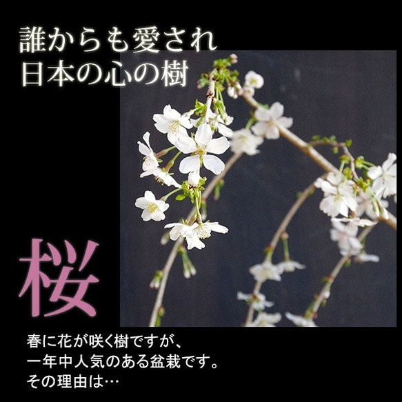 【2024年開花終了】一重の桜の盆栽【枝垂れ桜（しだれざくら）富士桜の盆栽（万古白深鉢）】 3枚目の画像