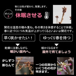 【2024年開花終了】一重の桜の盆栽【枝垂れ桜（しだれざくら）富士桜の盆栽（万古白深鉢）】 6枚目の画像