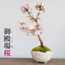 一重（ひとえ）の桜の盆栽【御殿場桜（ごてんばざくら）の盆栽（万古白