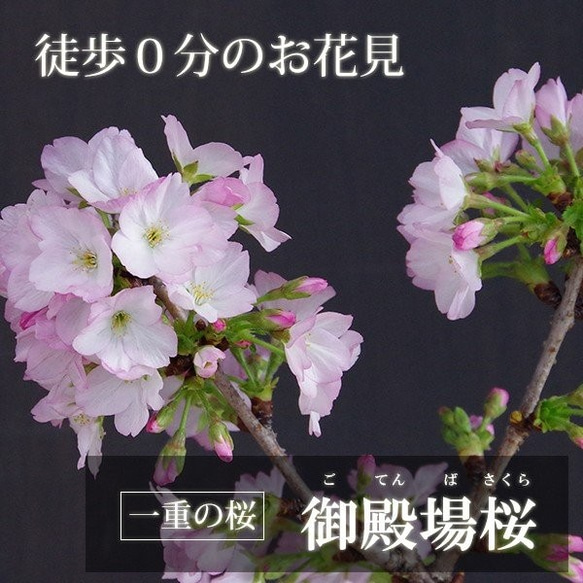 2024年開花終了　一重の桜の盆栽【御殿場桜（ごてんばざくら）の盆栽（万古白深鉢）】 2枚目の画像
