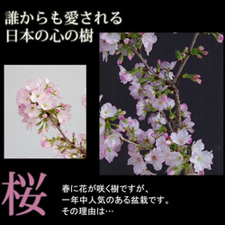 2024年開花終了　一重の桜の盆栽【御殿場桜（ごてんばざくら）の盆栽（万古白深鉢）】 3枚目の画像