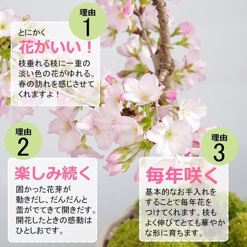 一重（ひとえ）の桜の盆栽【御殿場桜（ごてんばざくら）の盆栽（万古白