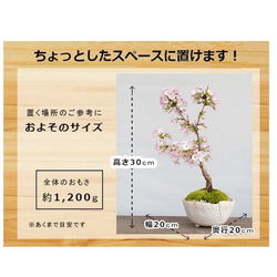 2024年開花終了　一重の桜の盆栽【御殿場桜（ごてんばざくら）の盆栽（万古白深鉢）】 9枚目の画像