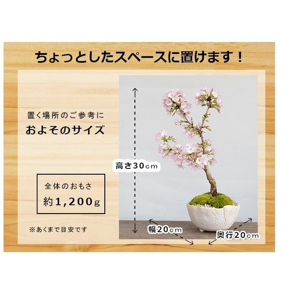 2024年開花終了　一重の桜の盆栽【御殿場桜（ごてんばざくら）の盆栽（万古白深鉢）】 9枚目の画像