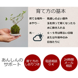 苔玉の入門版、丈夫で育てやすい【ミニアイビー苔玉・白灰陶器セット 2枚目の画像