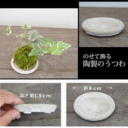 苔玉の入門版、丈夫で育てやすい【ミニアイビー苔玉・白灰陶器セット 3枚目の画像