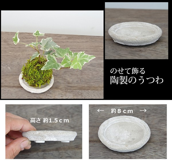 苔玉の入門版、丈夫で育てやすい【ミニアイビー苔玉・白灰陶器セット 3枚目の画像