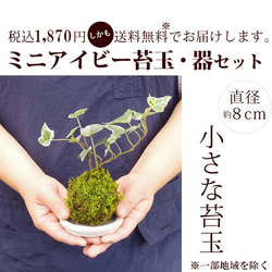 苔玉の入門版、丈夫で育てやすい【ミニアイビー苔玉・白灰陶器セット 4枚目の画像