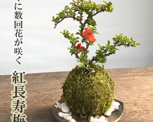 インテリア 超特大玉石果樹盆栽 送料込み 値段下げました インテリア