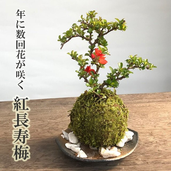 【現在花なし】一年を通して、「プレゼント」にぴったりの苔玉です 。 【紅長寿梅（べにちょうじゅばい）の苔玉・黒備前器】 1枚目の画像