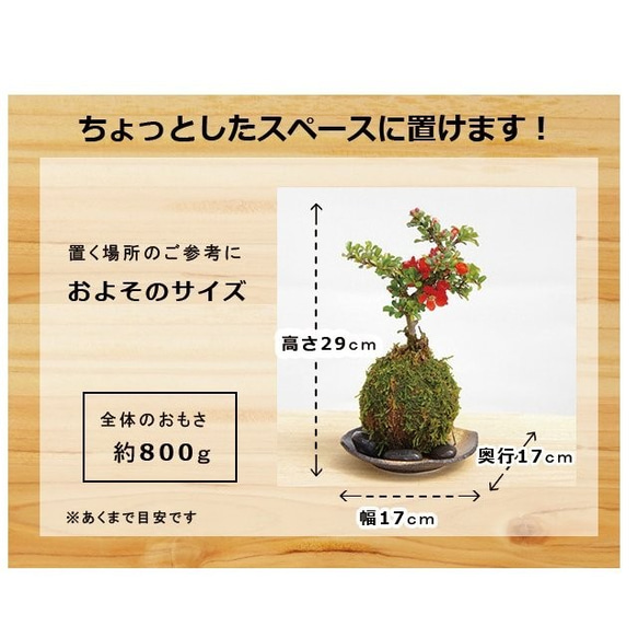 【現在花なし】一年を通して、「プレゼント」にぴったりの苔玉です 。 【紅長寿梅（べにちょうじゅばい）の苔玉・黒備前器】 3枚目の画像