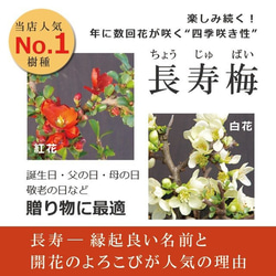 【現在花なし】一年を通して、「プレゼント」にぴったりの苔玉です 。 【紅長寿梅（べにちょうじゅばい）の苔玉・黒備前器】 6枚目の画像