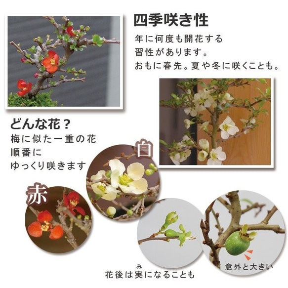 【現在花なし】一年を通して、「プレゼント」にぴったりの苔玉です 。 【紅長寿梅（べにちょうじゅばい）の苔玉・黒備前器】 7枚目の画像