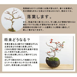 【現在花なし】一年を通して、「プレゼント」にぴったりの苔玉です 。 【紅長寿梅（べにちょうじゅばい）の苔玉・黒備前器】 8枚目の画像