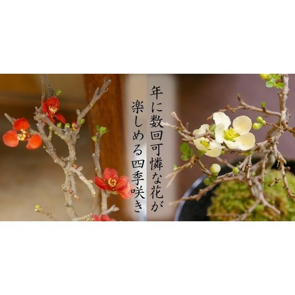 【現在花なし】一年を通して、「プレゼント」にぴったりの苔玉です 。 【紅長寿梅（べにちょうじゅばい）の苔玉・黒備前器】 10枚目の画像